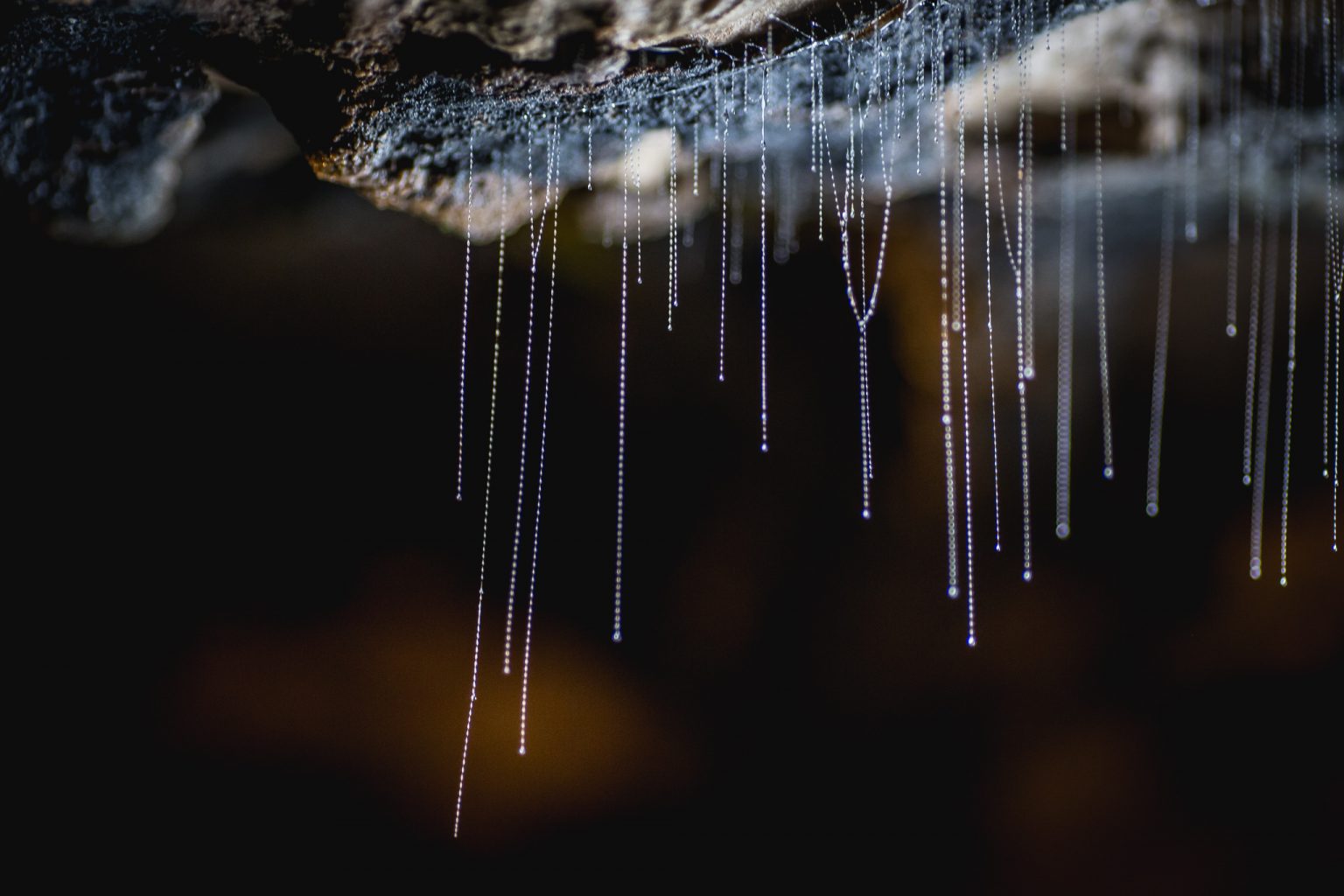 Te Anau Glowworm Caves Queenstown isite Te Anau Glowworm Caves Queenstown isite