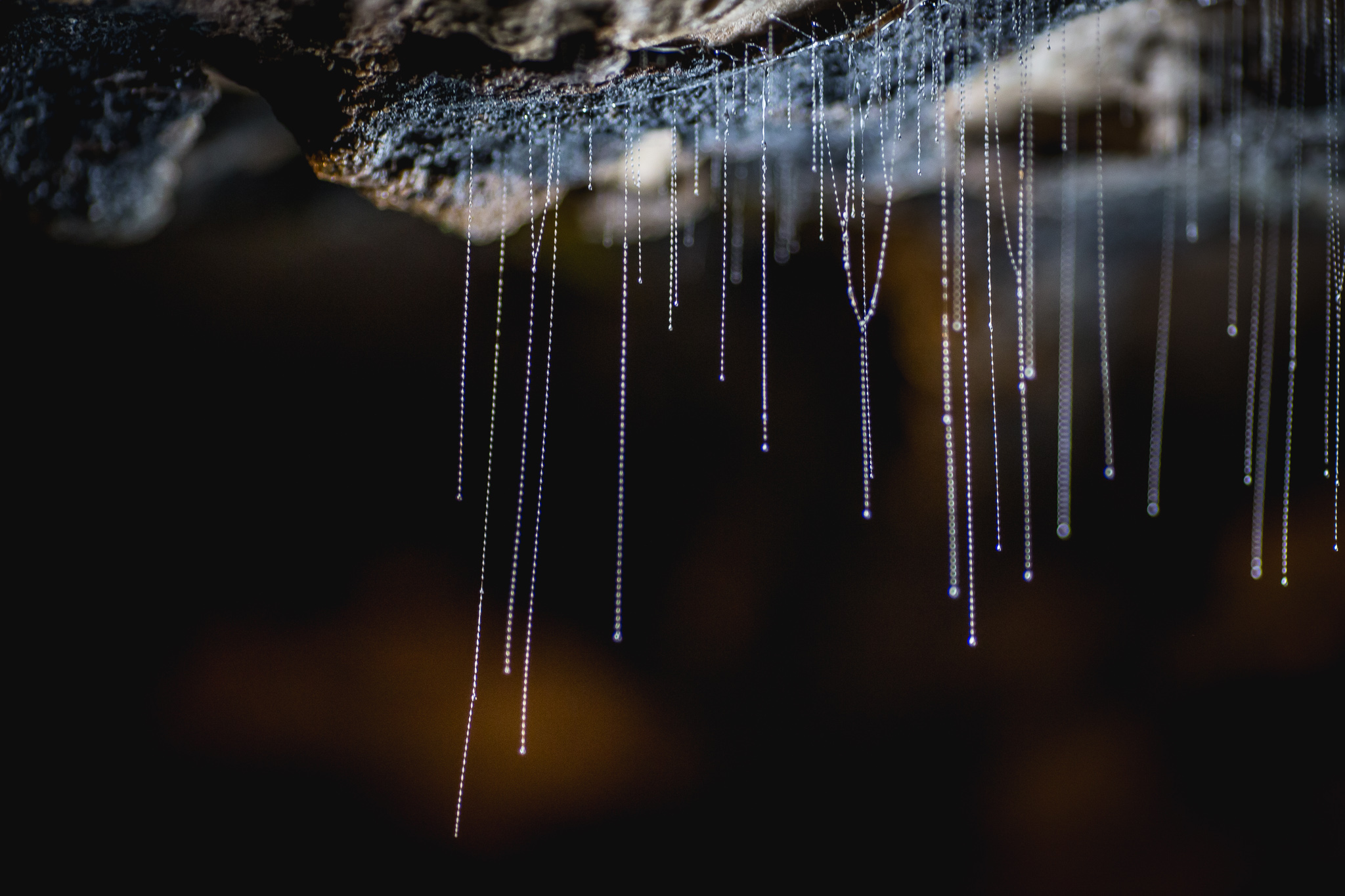 real journeys te anau glow worms